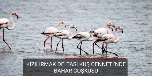 Kızılırmak DELTASI KUŞ CENNETİ’NDE BAHAR COŞKUSU